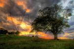 Robertson NSW paddock